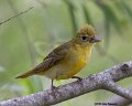 _B248089 summer tanager female